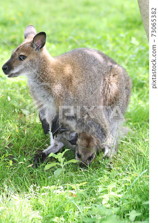 Red-necked Wallaby (Macropus rufogriseus) Red-necked Wallaby (Macropus rufogriseus) 73065382