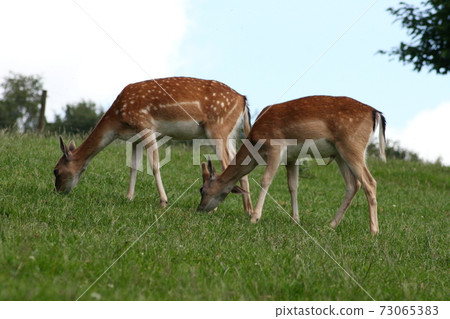 Fallow deer (Dama dama) Fallow deer (Dama dama) 73065383