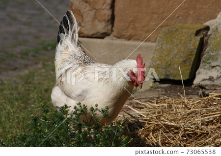 Chicken Chicken 73065538