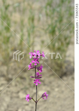 Sticky catchfly Sticky catchfly 73065543