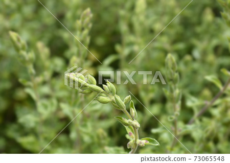 Yellow germander Yellow germander 73065548