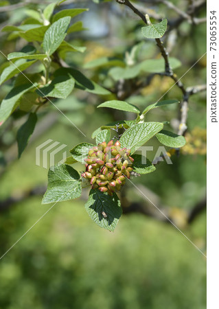 Wayfaring tree 73065554