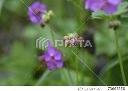 Rock cranesbill Rock cranesbill 73065558