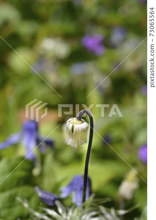 Clematis Hendersonii 73065564