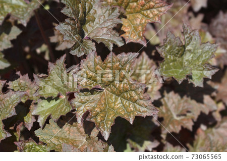 Palace Purple Coral Bells 73065565