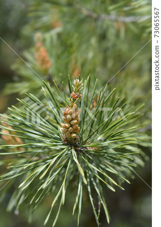 Eastern white pine 73065567