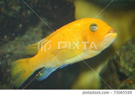 yellow cichlid  (Labidochromis caeruleus) 73065589
