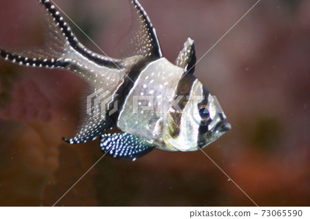 Banggai cardinalfish  (Pterapogon kauderni) 73065590