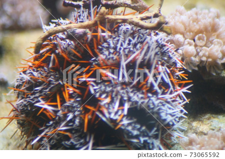Sea urchins  (Echinoidea) 73065592