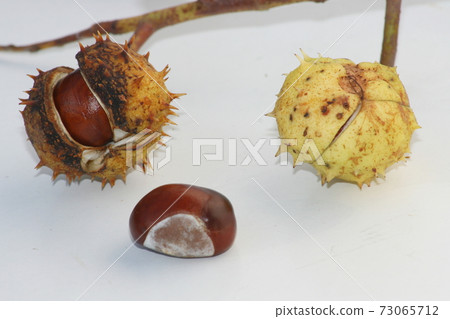 Horse-chestnut (Aesculus) 73065712