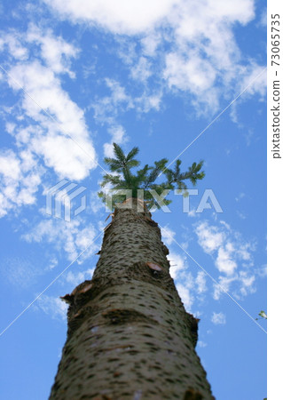 Tree trunk Tree trunk 73065735