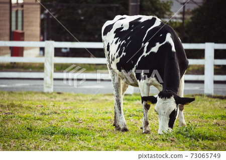 Cow to eat grass 73065749