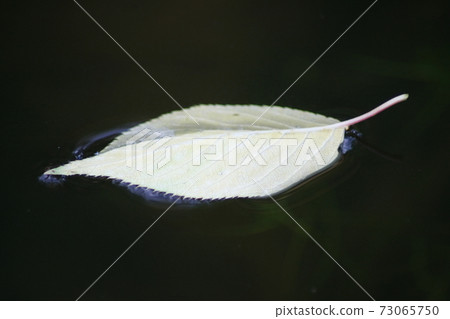 Autumn Leaf 73065750
