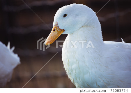 Duck looking sideways Duck looking sideways 73065754