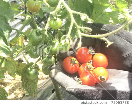 Home garden Home garden 73065788