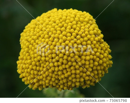 Fernleaf Yarrow  (Achillea filipendulina ) 73065798