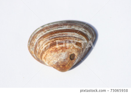 Seashell Seashell 73065938