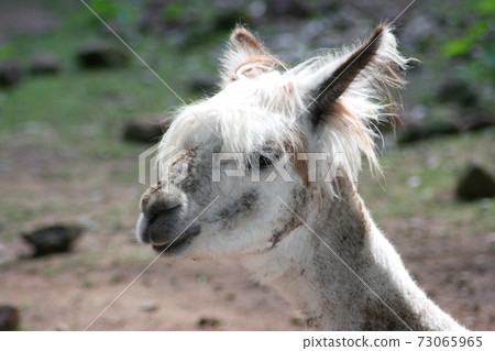 Alpaca (Lama pacos) Alpaca (Lama pacos) 73065965