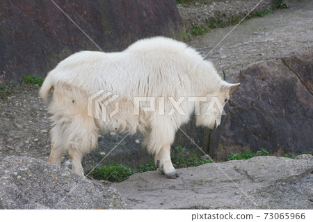 Mountain Goat Mountain Goat 73065966