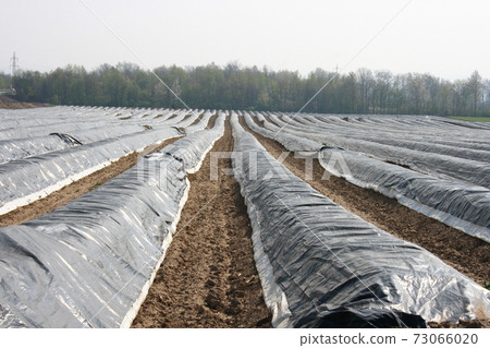 Asparagus field Asparagus field 73066020