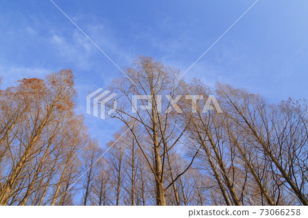 Metasequoia Forest Mizumoto Park Metasequoia Forest Mizumoto Park 73066258