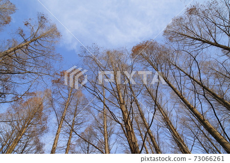 Metasequoia Forest Mizumoto Park 73066261