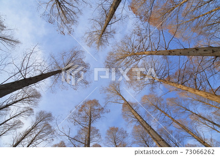 Metasequoia Forest Mizumoto Park 73066262
