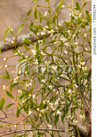 Mistletoe white berries on the forest- Viscum album Mistletoe white berries on the forest- Viscum album 73066294