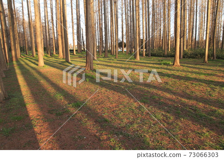 Metasequoia Forest Mizumoto Park 73066303