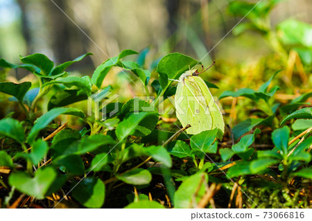 common brimstone butterfly hiding under green leaves in autumn 73066816