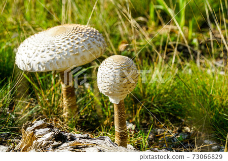 two grown up white Parasol mushroom with scaly hats in a pine forest edge two grown up white Parasol mushroom with scaly hats in a pine forest edge 73066829