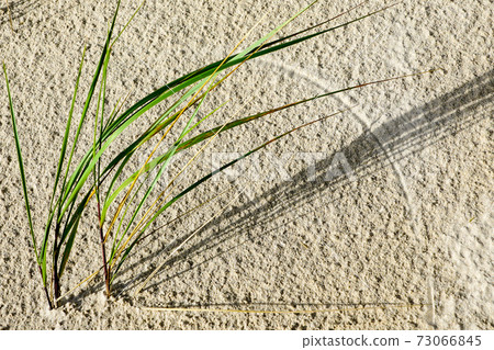 a drawing of lyme grass stalks and wind in the seaside sand a drawing of lyme grass stalks and wind in the seaside sand 73066845