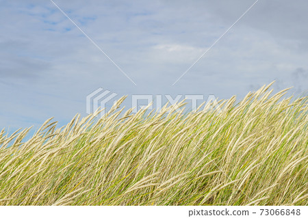 landscape with european marram grass or beach grass under blue sky 73066848