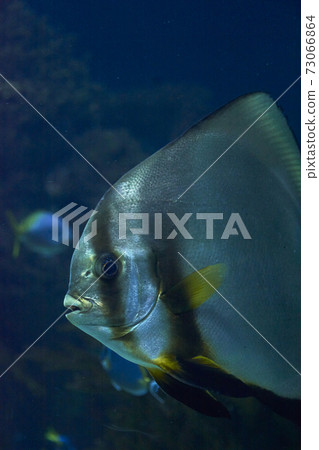 Big silver fish with bright colors Big silver fish with bright colors 73066864