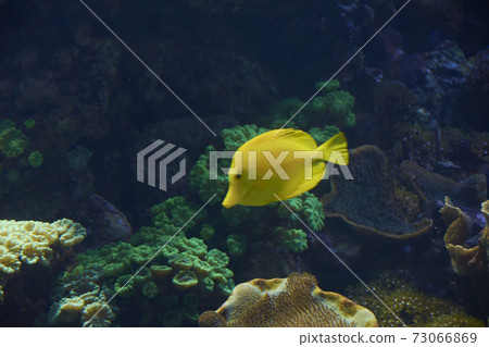 Small yellow fish in the ocean, 73066869