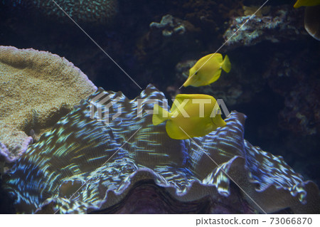Two small yellow fish in the ocean Two small yellow fish in the ocean 73066870