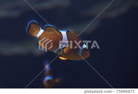 Tropical clown fish in the ocean Tropical clown fish in the ocean 73066871