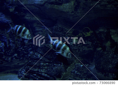 Two small fish in the ocean Two small fish in the ocean 73066890