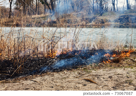Strong fire in the forest on the lake. A lot of smoke on the background of the trees. Ashes, and Strong fire in the forest on the lake. A lot of smoke on the background of the trees. Ashes, and 73067087