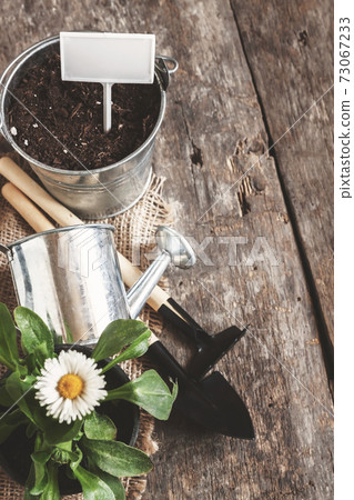 Garden tool, shovel, rake, watering can, bucket, tablets for plants, flower daisy in a flower pot on Garden tool, shovel, rake, watering can, bucket, tablets for plants, flower daisy in a flower pot on 73067233