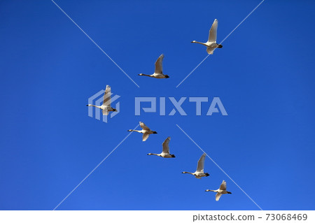 A row of swans 73068469