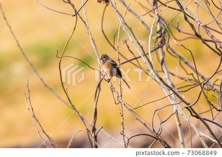 Benimashiko女性棲息在細樹枝上 73068849
