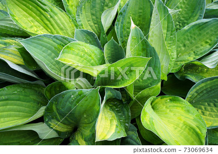 Lush green foliage of Hosta (Funkia) with water drops on leaves. 73069634