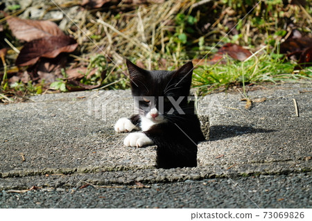 Favorite place: Stray cats looking around with their faces out of the gutters 73069826