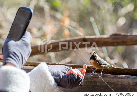 [Wild bird] Varied tit receiving food 73069899