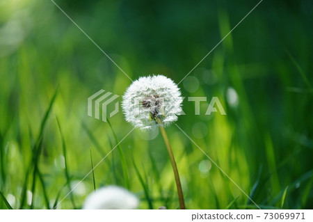 Quietly wait for the wind to begin to blow the dandelion seeds wet with the morning dew 73069971