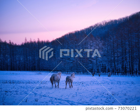 Parent and child of Hokkaido horse 73070221