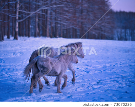 Parent and child of Hokkaido horse Parent and child of Hokkaido horse 73070226