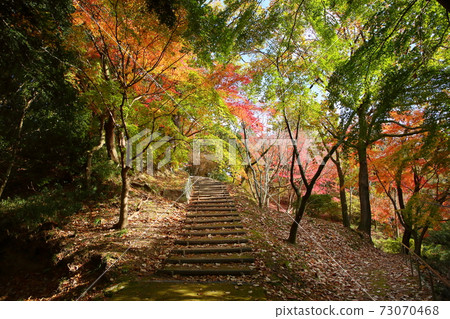 花式秋葉狩獵 花式秋葉狩獵 73070468