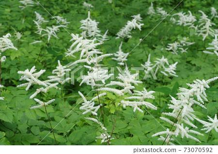 aza馬的花 73070592